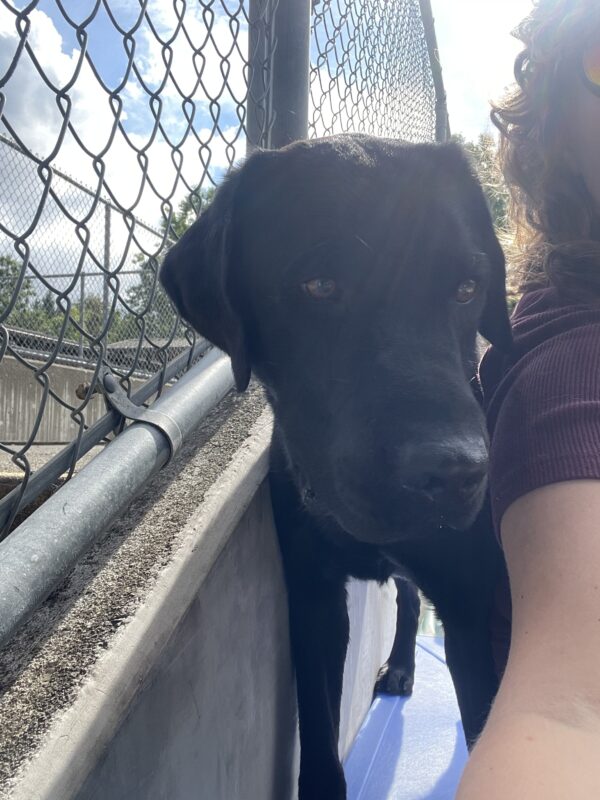 Dwayne stands on a play structure in Community Run, sandwiched between a wall and his handler (a person with curly hair wearing a purple shirt).