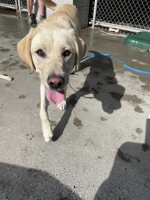 Proton trots toward the camera, smiling with his tongue out; he's clearly having fun in Community Run!