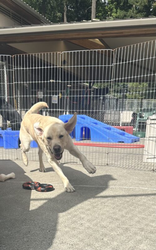 Jack is running toward the camera looking ready to play! He is mid stride with one ear flapping in the wind.