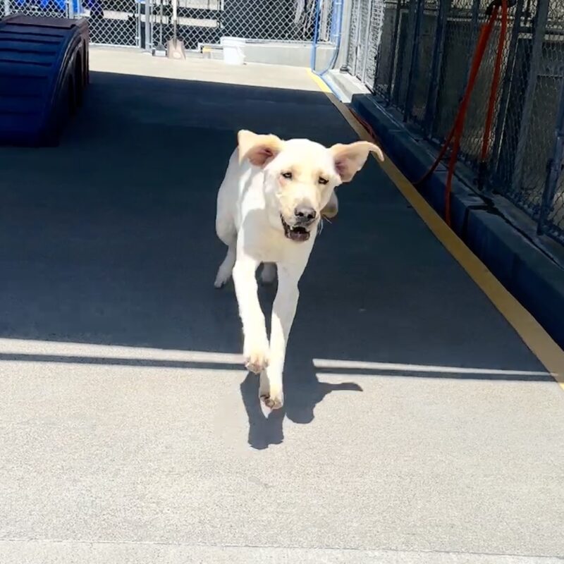 Oak running towards camera with ears flapping in the wind.