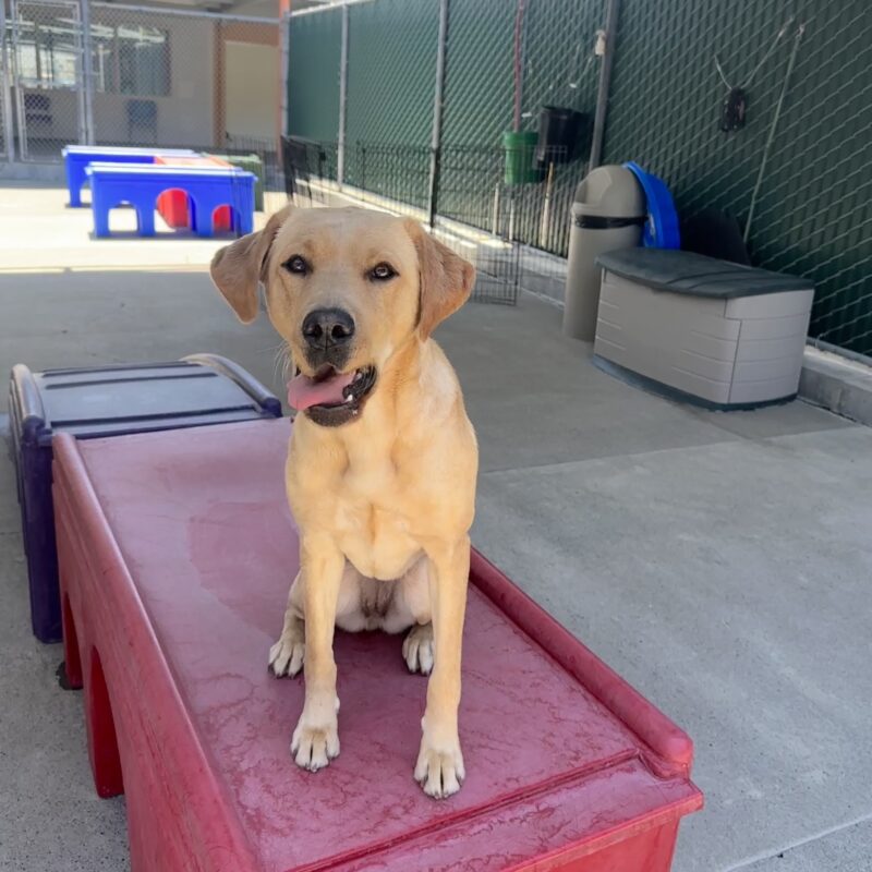 <p>Almond sitting on a red play structure with her tongue hanging out of the right side of her mouth.</p>