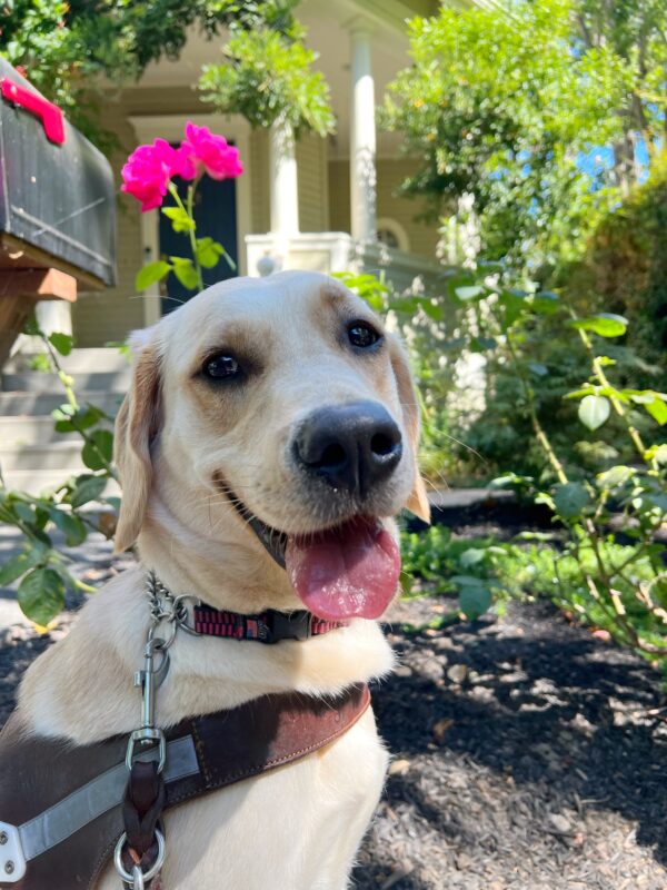 Mystique is sitting in front of a flower bed and looking to the right, at the camera. She is wearing her guide dog harness and her tongue is out in a soft pant.