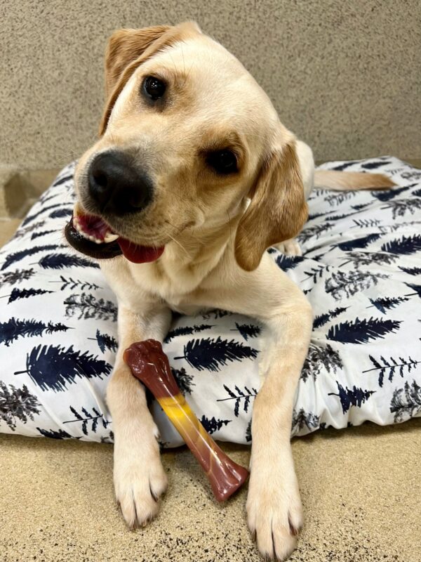 Mystique, a yellow lab/ golden cross, is laying on a dog bed with a bone in between her front paws. She is looking into the camera with her head tilted to the side and her tongue hanging out.