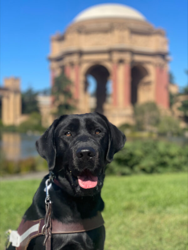 Bevan, a black lab, sits regally in harness in front of the Palace of Fine Art in San Francisco. Green grass, blue skies and a pond are behind him.