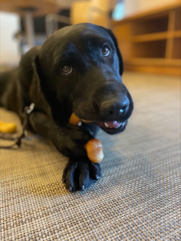 Bevan, a black lab, relaxes on beige colored carpet while chewing on a Nylabone.