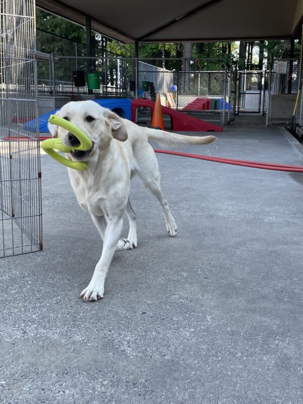 yellow lab, Prelude, trotting through community run with a green S rubber tug toy