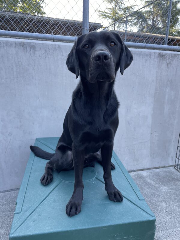 black lab, McGee, sits on a green play structure looking up at the camera
