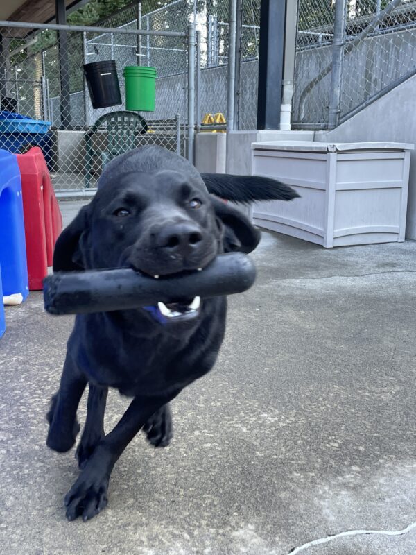 black lab, McGee, running in community run with a goughnut stick in his mouth. He has a huge grin and squinted happy eyes