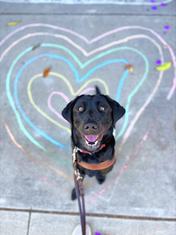 Fortune, a female black Labrador sits in harness looking up directly at the camera with a wide, open mouth grin. She is seated in the middle of rainbow chalk art in the shape of a heart.