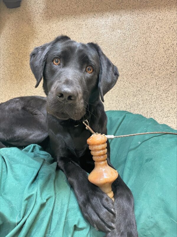 Fortune, a female black Labrador lies on a green dog bed holding a Benebone between her paws. She is looking inquisitively at the camera.