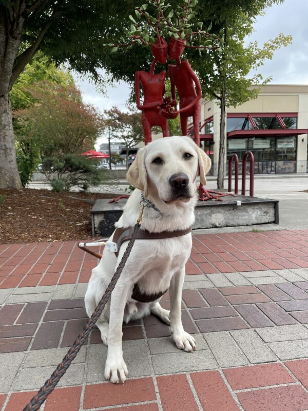 Panther is sitting in front of an abstract statue (two tall, thin abstract people with branches coming from their heads) in the Lloyd District of Portland. Panther is wearing a guide dog harness and facing the camera.