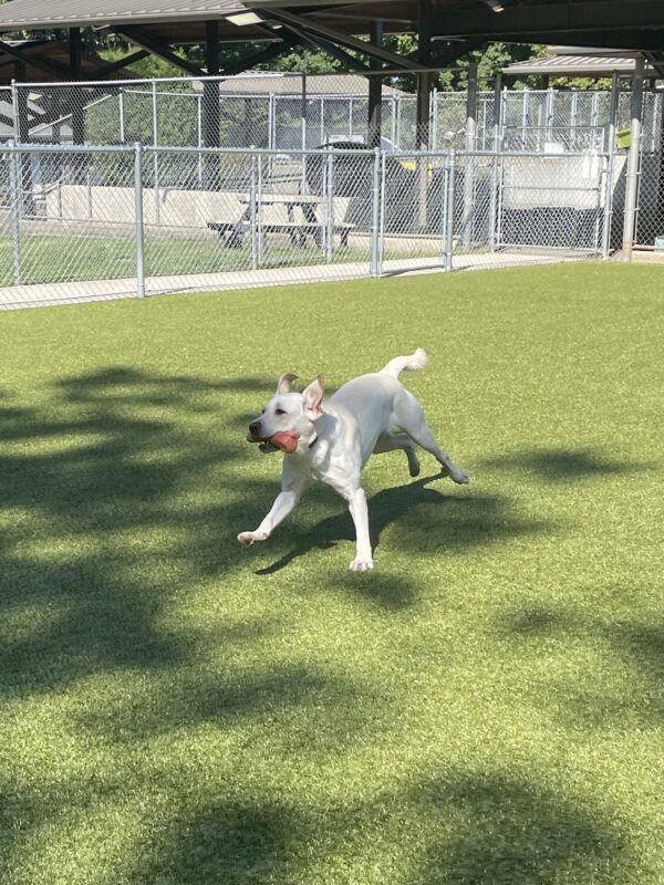 Panther playing in the free run area on the Oregon Campus. He is running with his ears flying up and a pink Nylabone in his mouth.