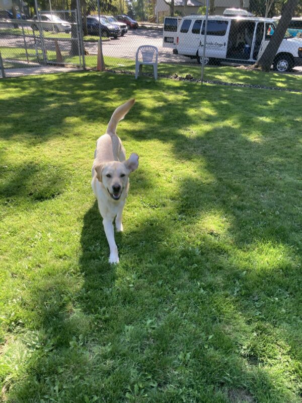 Yellow Lab Photon runs toward the camera mid stride with his ears flapping. He is in a fenced grassy area.
