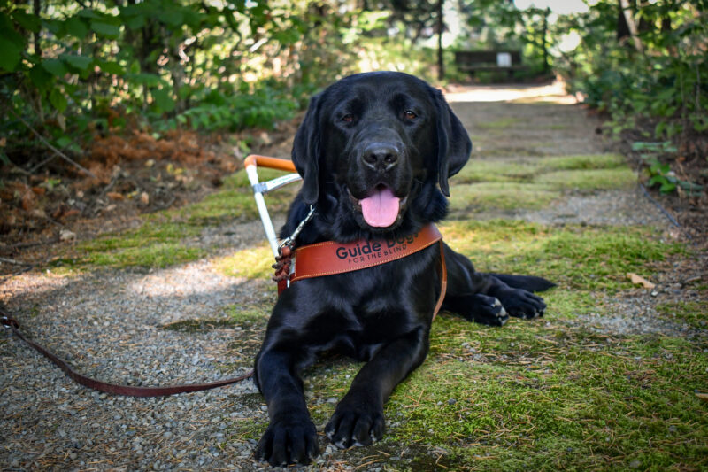 Black Lab Michon lies on a trail with his tongue out. He is wearing a leather guide dog harness. The trail has bright green mossy patches and is lined with foliage and trees.