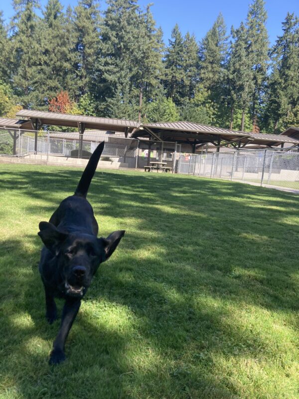 Black Lab Michon runs toward the camera with his ears flapping. He is in a fenced grassy area.