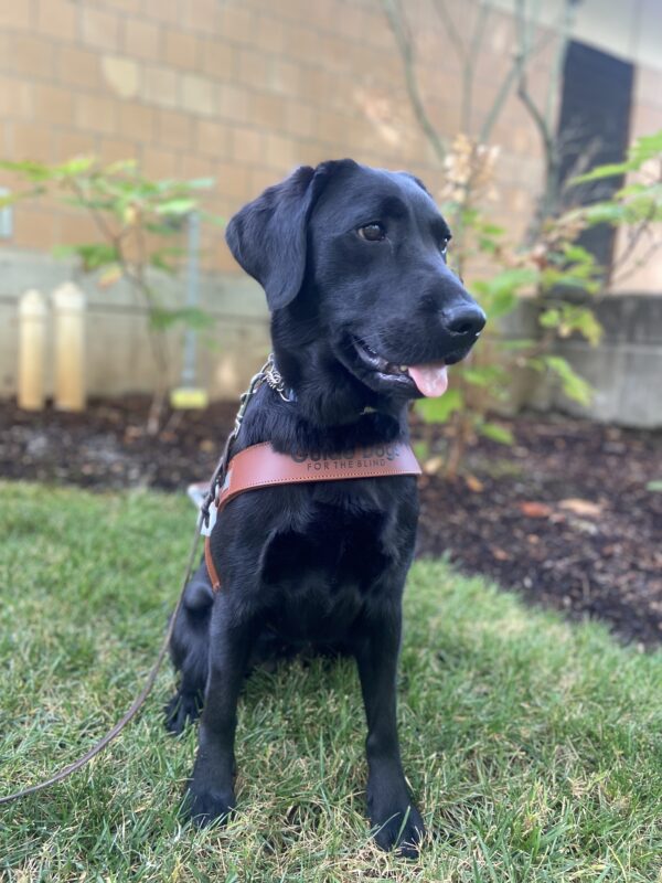 Petite Black Lab Freya sits in grass next a brick building and mulch. Freya wears a leather guide dog harness. She is looking off to the right and her tongue is peeking out.