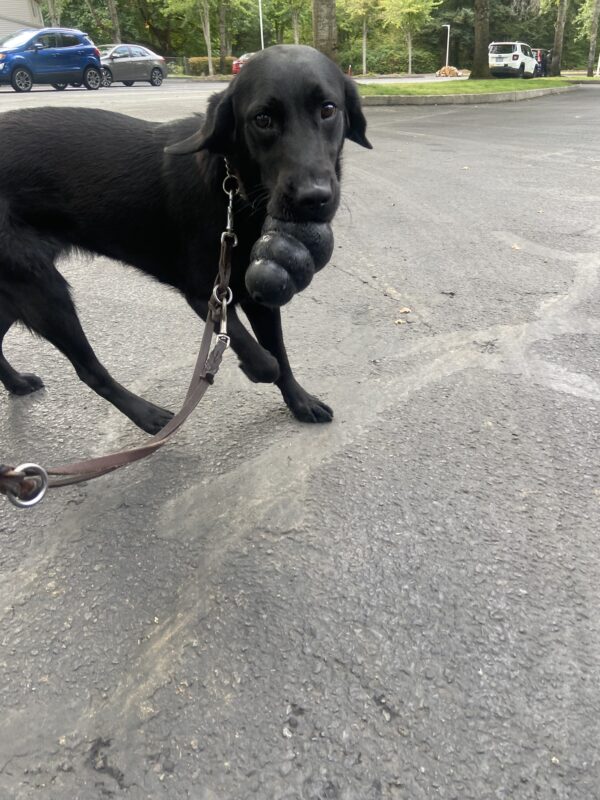 Black Lab Freya holds a black Kong in her mouth, showing it off in a parking lot.