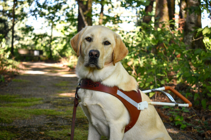 Yellow Lab Photon is sitting on a trail, visible from knees up and looking at the camera. He is wearing a leather guide dog harness. The trail has bright green moss patches and is lined with foliage and trees.