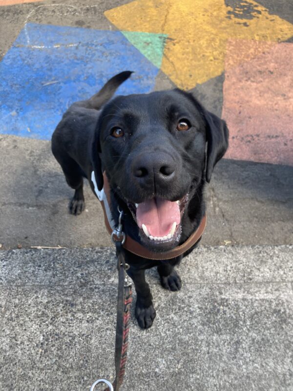 Black Lab Severus stands with his front feet on a curb, wearing a leather guide dog harness. The street behind him has bright, overlapping rectangles in blue and coral
