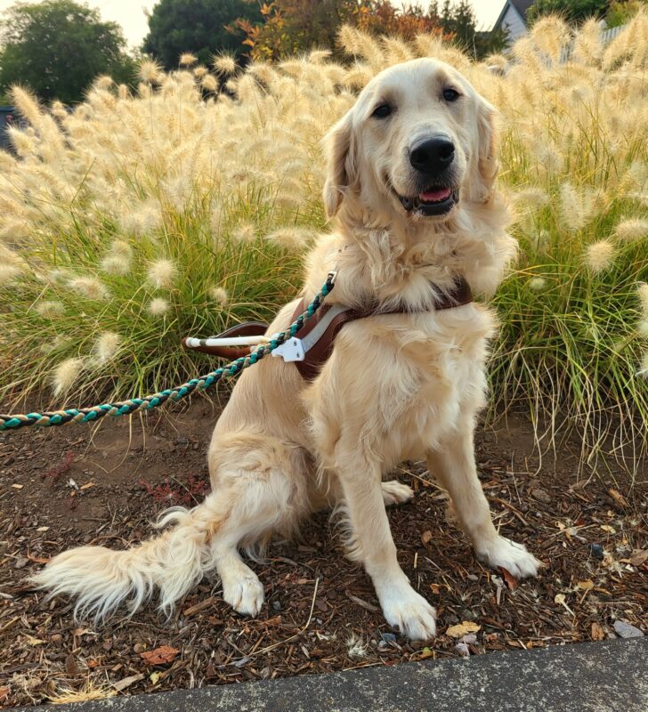 Jazzy is wearing her harness and is sitting in front of golden fluffy grass that matches the same color as her cream colored fur.