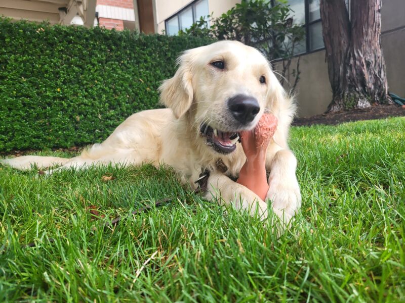 Jazzy is laying on green grass, happily chewing a nylabone.
