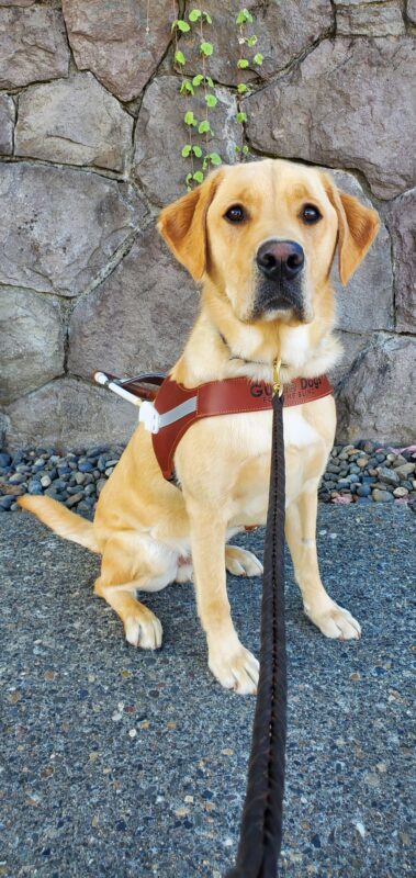 Renoir sits attentively with his harness on in front of a grey stone wall.