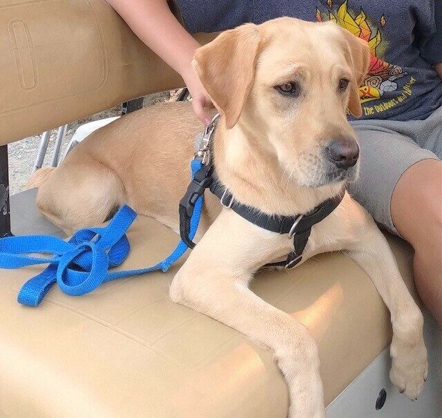 Yellow lab Annika sits on a bench next while being pet by a foster care volunteer while wearing a black harness and blue leash.