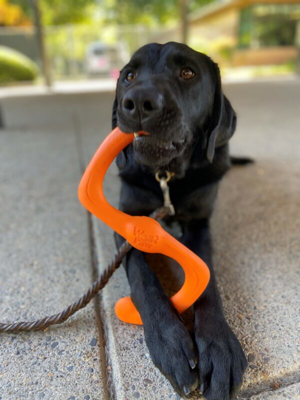 Augie lays on the ground while he plays with a bright orange tug toy. One end of the toy is in his mouth, while the other end is being held between his front paws.