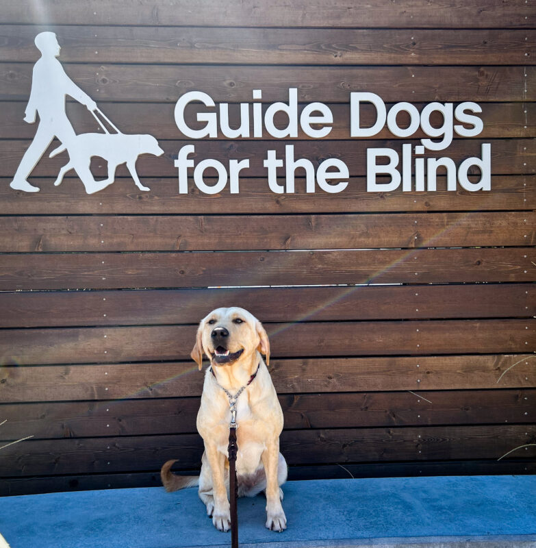 Beauty sitting on a cement ledge with wooden wall behind her with GDB logo and sign in white above her