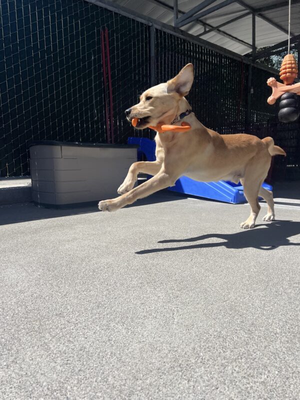 A side profile of Belvedere playing with an orange toy in community run. His front two legs and ears are in the air as he runs.