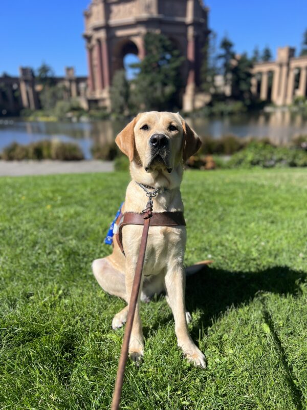 Belvedere sits in harness on plush, green grass in front of the Palace of Fine Arts in San Francisco.