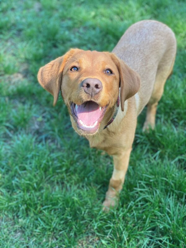 Briar, an adorable, young red lab is standing in grass, her mouth is open and her pearly whites are shining, the sunlight is reflecting off her face.