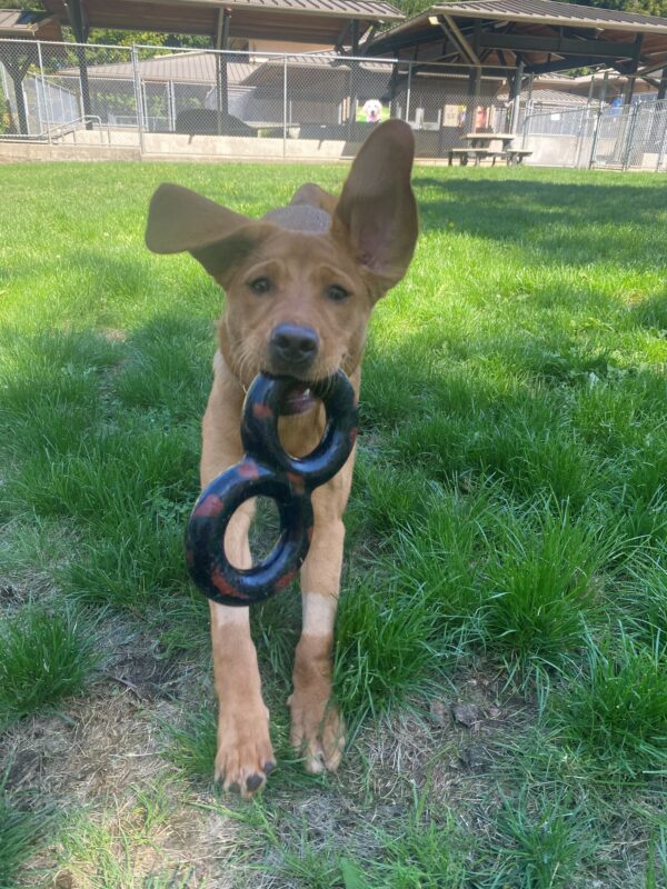 Briar, a young red lab is running through a grassy free run area on the Oregon campus, she is holding a figure eight goughnut in her mouth and her massive ears are flopping in the air.