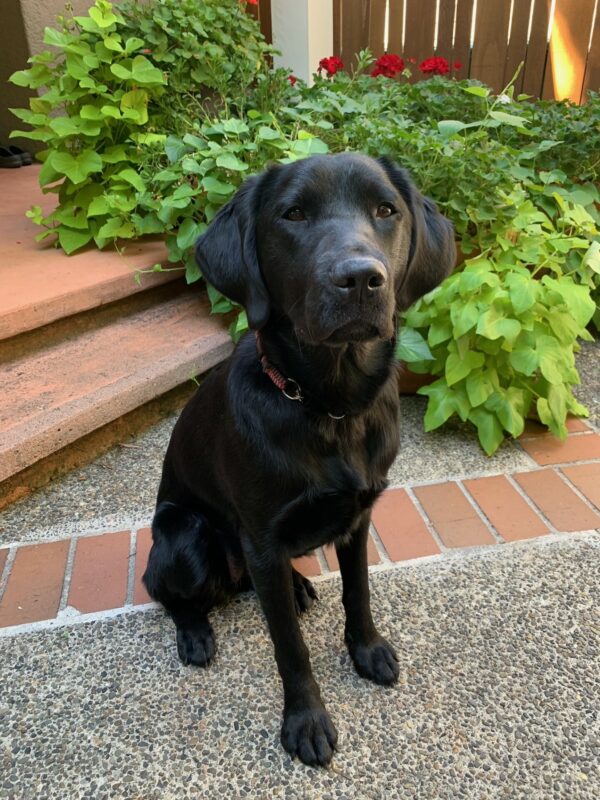 Black Lab/Golden cross Buffy sitting on a brick patio with plants behind her.