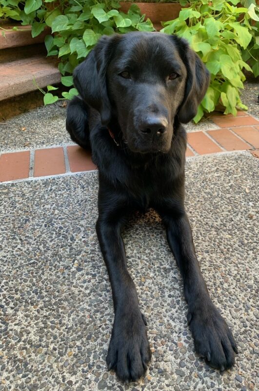 Black Lab/Golden cross Buffy laying down on a brick patio with plants behind her.
