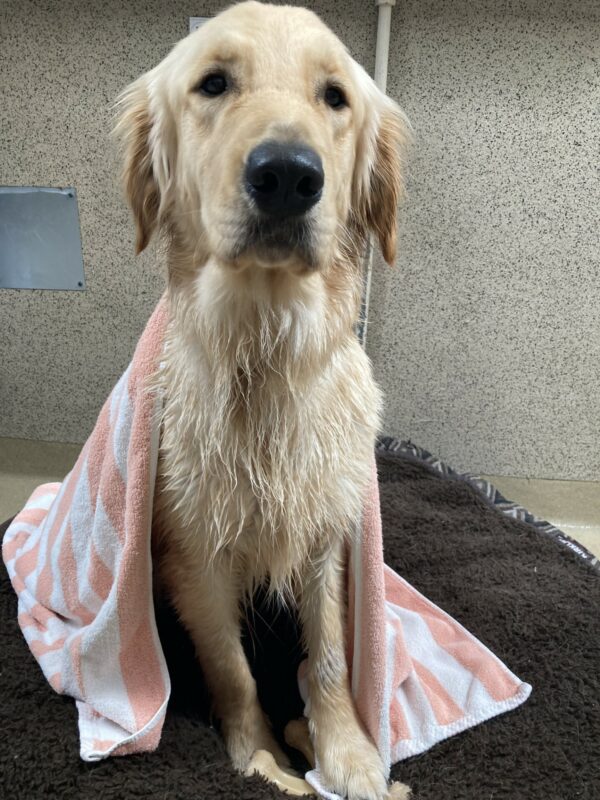 Candy sits on a dog bed, looking at the camera. Her coat is wet and there is a striped towel placed over her back. She just had a bath.
