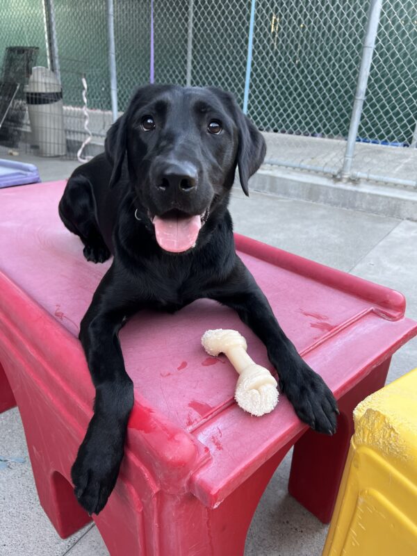 Chance, a black lab male, is laying on a red plastic play structure with a bone in between his front legs. He is panting and looking into the camera.