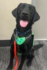 Black Lab Dax sitting up, looking at the camera. He is wearing a green, blue and gray harness and a red leash.