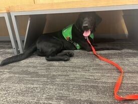 Black Lab Dax laying under a bench. He is wearing a green, blue and gray harness and a red leash.