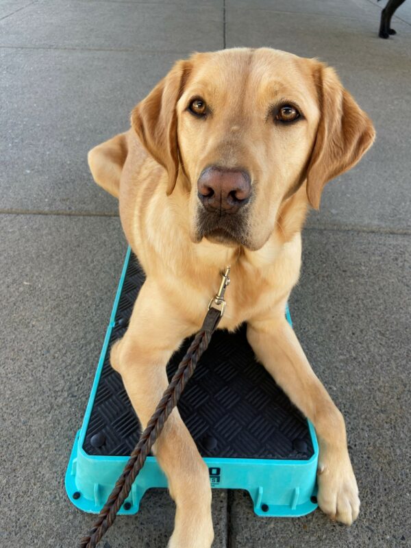 Denim lays on a blue pedestal as she focuses on her handler. Her ears are perked as she intently looks ahead.