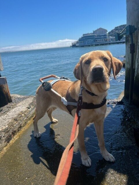 Dorothy is standing with the bay behind her. The cement slab she is standing on is wet. It is a beautiful summer day in Sausalito.