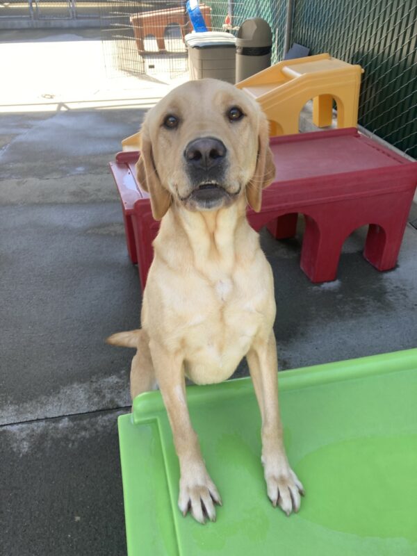 Dorothy stands with her front feet on a green play structure in community run. Her mouth is open slightly and you can see her teeth.