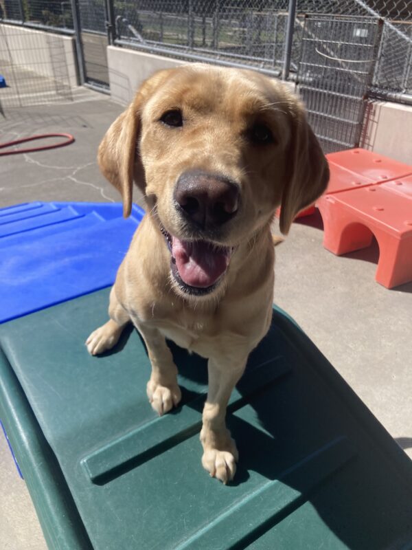 A yellow lab sits on a play structure with an open mouth smile