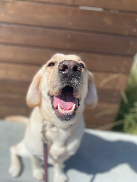 Eleanor, a yellow lab female, is sitting on a bench with a wood back drop behind her.  She is looking at the camera with her mouth open and ears tucked, a clear sign she was about to get zoomies...which she did.