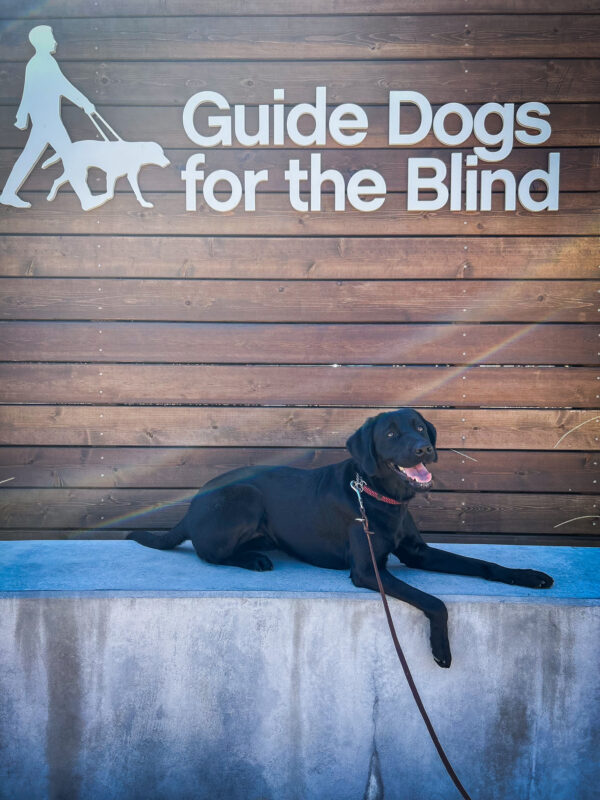Francia laying on a cement ledge with a wooden wall behind her with GDB logo and sign in white above her