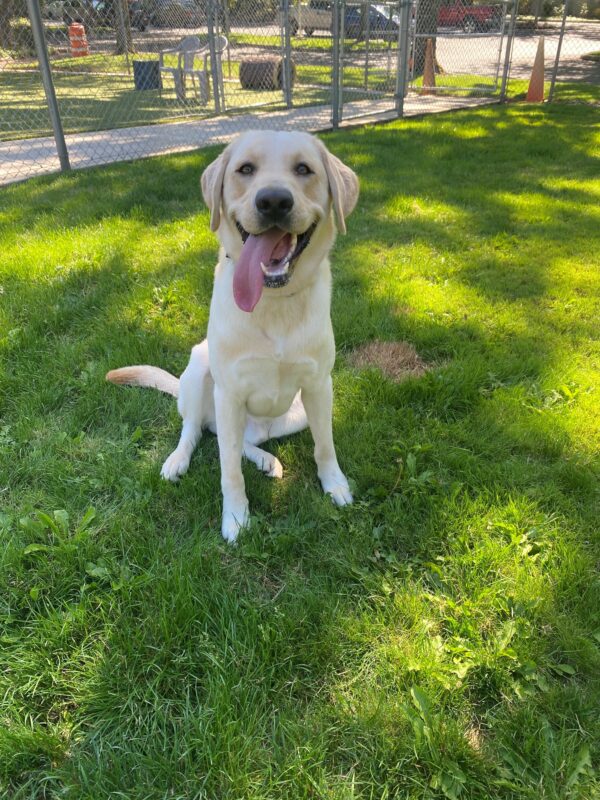 Frodo, a large, handsome yellow lab is sitting with his large tongue hanging out the side of his mouth after a great zoom session in one of the grassy areas on the Oregon campus.
