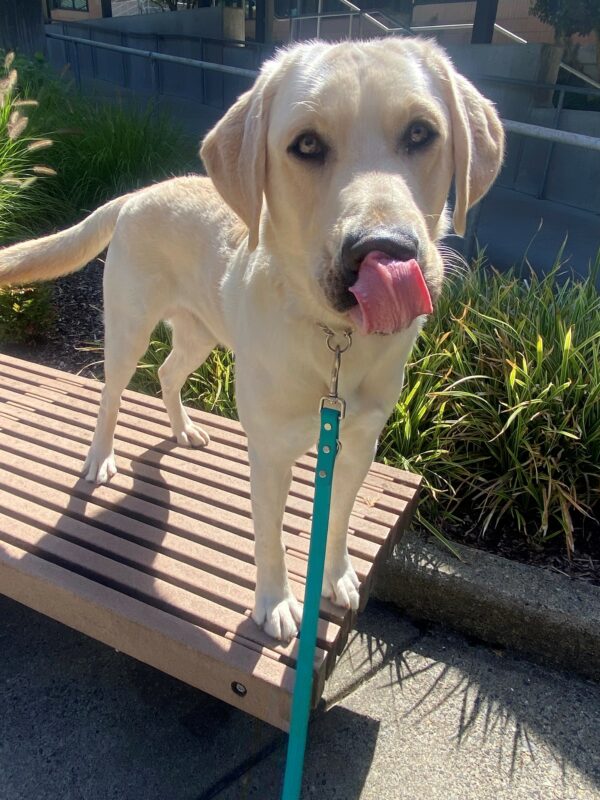 Frodo, a large, handsome yellow lab is standing on a bench on the Oregon campus staring intently at the camera licking his nose. Its a beautiful sunny day out.