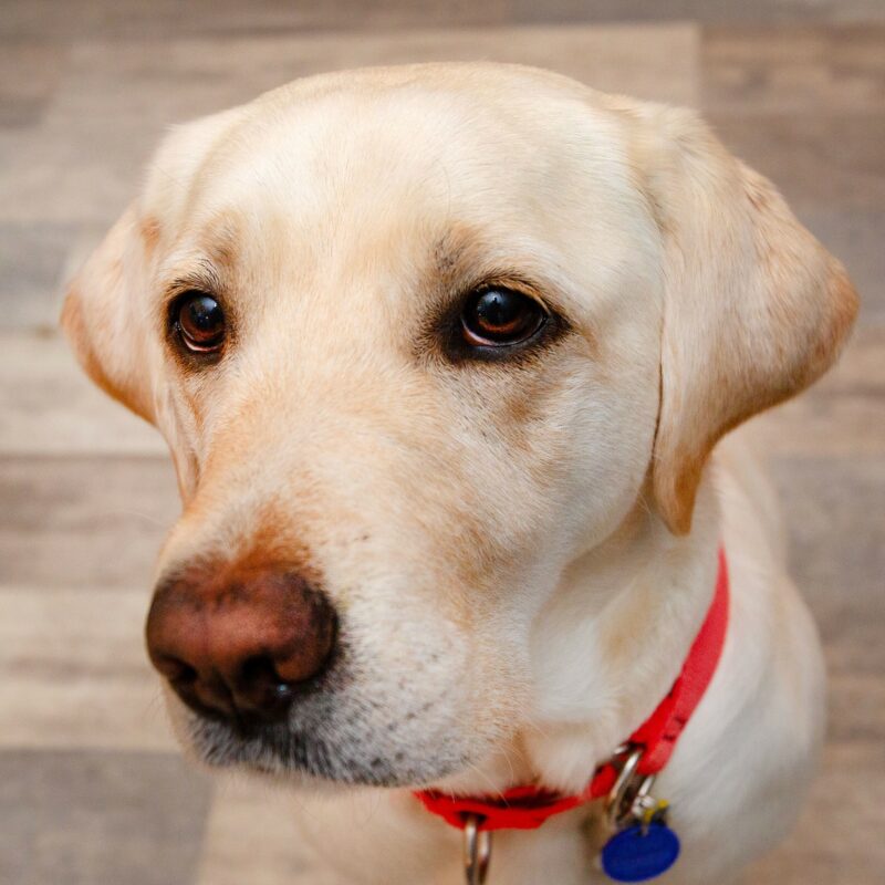 Yellow Lab Gadget looks into the distance with stunning liquid brown eyes while wearing a red collar and blue tag.