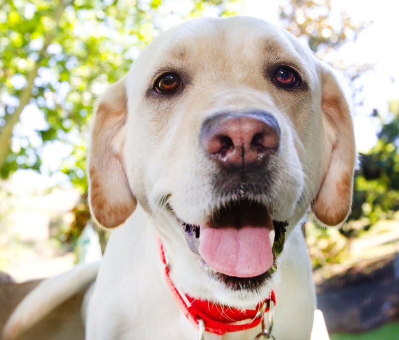 Yellow Lab Gadget looks into the camera with an open mouth, pink tongue, and relaxed ears. She is wearing a red collar and there are green trees behind her.