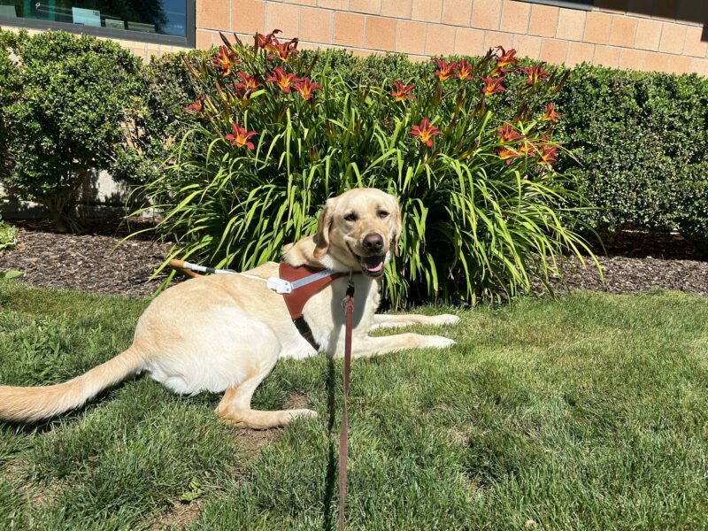 Yellow lab male, Veteran, smiles and lies in his harness on lush green grass. Behind him is a bed of colorful flowers.